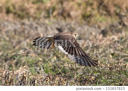A kestrel flying over a rice field in winter 131657815