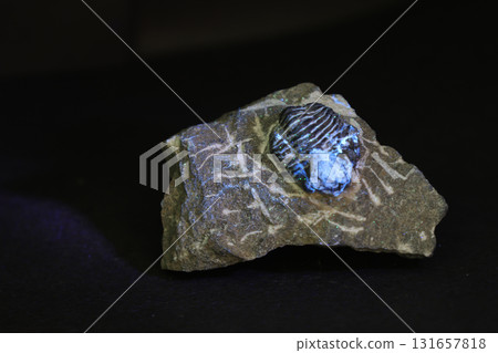 Shell fossil on black background Shell fossil on black background 131657818