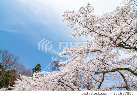 Cherry blossoms at Lake Shorenji (Nabari City, Mie Prefecture) 131657895