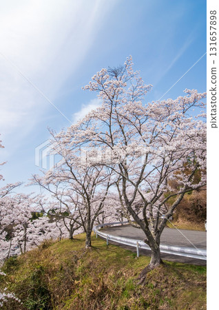 Cherry blossoms at Lake Shorenji (Nabari City, Mie Prefecture) Cherry blossoms at Lake Shorenji (Nabari City, Mie Prefecture) 131657898