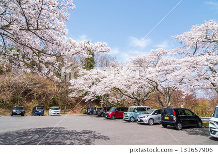 Cherry blossoms at Lake Shorenji (Nabari City, Mie Prefecture) Cherry blossoms at Lake Shorenji (Nabari City, Mie Prefecture) 131657906