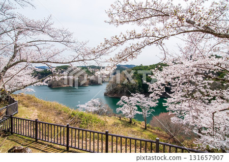 Cherry blossoms at Lake Shorenji (Nabari City, Mie Prefecture) Cherry blossoms at Lake Shorenji (Nabari City, Mie Prefecture) 131657907