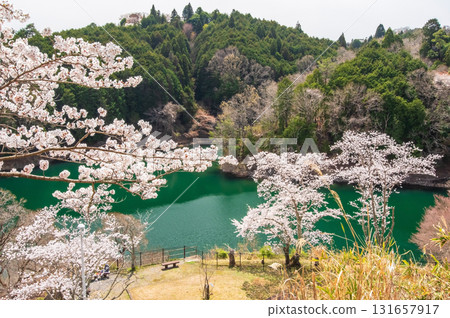 青蓮寺湖的櫻花（三重縣名張市） 131657917