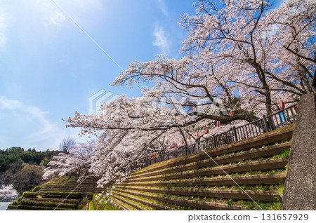 Cherry blossoms at Lake Shorenji (Nabari City, Mie Prefecture) Cherry blossoms at Lake Shorenji (Nabari City, Mie Prefecture) 131657929