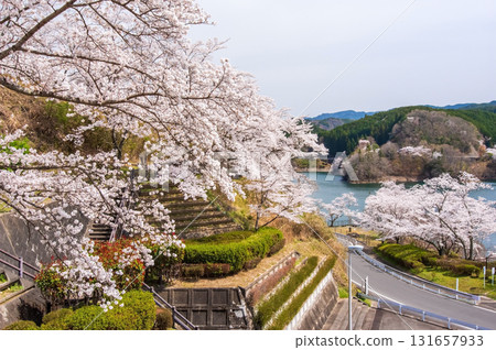 青蓮寺湖的櫻花(三重縣名張市) 青蓮寺湖的櫻花(三重縣名張市) 131657933