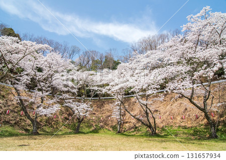 青蓮寺湖的櫻花(三重縣名張市) 青蓮寺湖的櫻花(三重縣名張市) 131657934