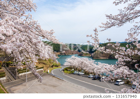 青蓮寺湖的櫻花(三重縣名張市) 青蓮寺湖的櫻花(三重縣名張市) 131657940