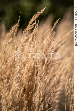 Dry grass spikes swaying in the wind, illuminated by natural sunlight in a meadow. Autumn season 131657999