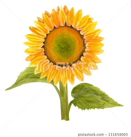Sunflower. A vibrant watercolor sunflower. A rich yellow and orange bloom with lush green foliage. A single flower. The design is done in watercolor with contour elements. This composition is perfect Sunflower. A vibrant watercolor sunflower. A rich yellow and orange bloom with lush green foliage. A single flower. The design is done in watercolor with contour elements. This composition is perfect 131658005