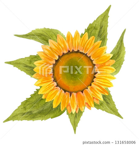 Sunflower. A vibrant watercolor sunflower. A rich yellow and orange bloom with lush green foliage. A single flower. The design is done in watercolor with contour elements. This composition is perfect  131658006