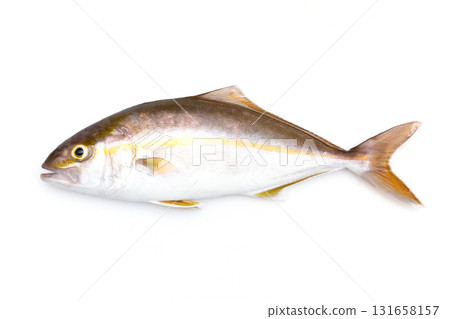 剛捕獲的 Shogo（小鰤） 131658157