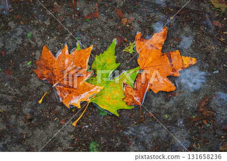 Colorful autumn leaves floating in puddle on wet ground after rain. Concept of seasonal change, fall nature background, natural texture of leaf pattern in water reflection Colorful autumn leaves floating in puddle on wet ground after rain. Concept of seasonal change, fall nature background, natural texture of leaf pattern in water reflection 131658236