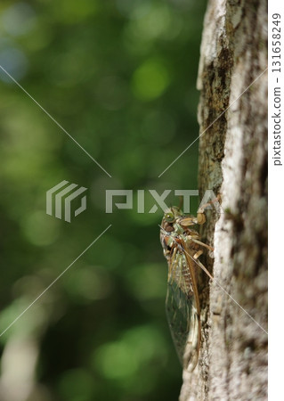 夏日的森林裡，蟬鳴聲不斷。 131658249