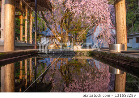 Weeping cherry blossoms at Jisso-in Temple Weeping cherry blossoms at Jisso-in Temple 131658289
