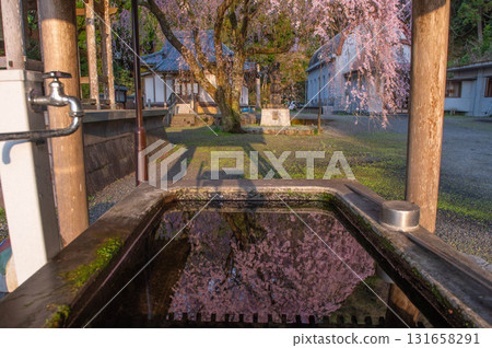 Weeping cherry blossoms at Jisso-in Temple Weeping cherry blossoms at Jisso-in Temple 131658291