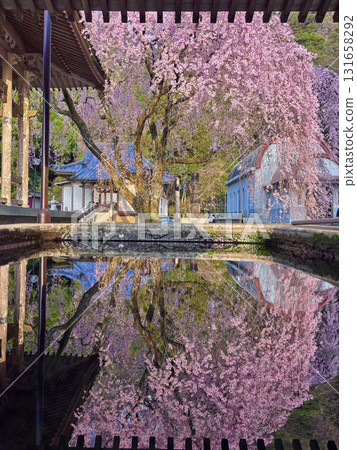 Weeping cherry blossoms at Jisso-in Temple Weeping cherry blossoms at Jisso-in Temple 131658292