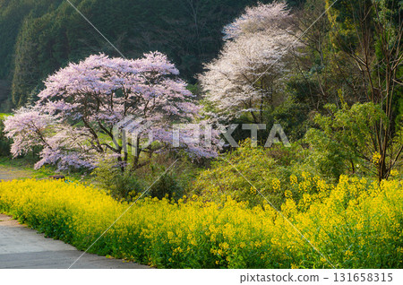 實相院的油菜花和櫻花 131658315