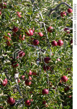 Apple orchard in harvest season 131658322