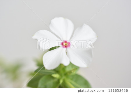 每日草 每日草 131658436