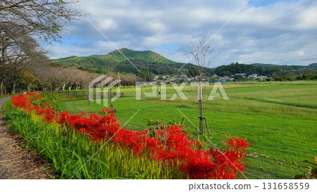 巾著田和檜田山的紅花彼岸花 131658559