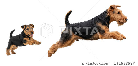 An adult Welsh Terrier and a playful puppy are captured in mid-jump, showcasing their energy and bond. Both dogs are isolated on a white background, highlighting their features and movement. 131658687