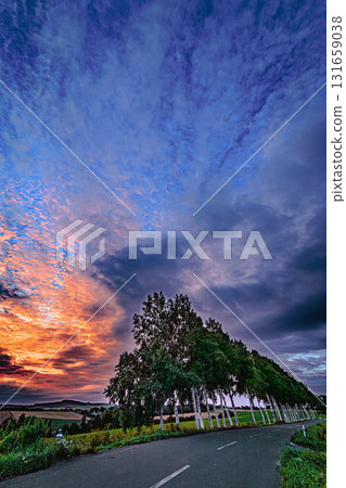 在美瑛的山丘上，傍晚的天空和成排的白樺樹點綴其間 131659038