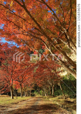 Landscape in the Yoro valley in autumn 131659076