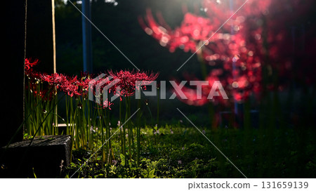 Higanbana花田 131659139