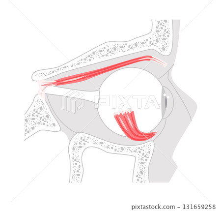 Levator palpebrae superioris and Inferior oblique - Human eye muscle chart responsible for extorsion and upward 131659258