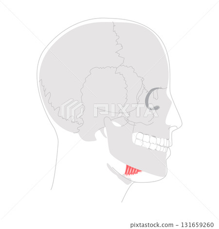Mylohyoid - human muscle forming the floor of the mouth, shown in anatomy chart, elevates floor of mouth 131659260