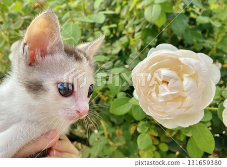 白玫瑰與小貓 131659380