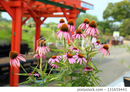 Echinacea flowers Echinacea flowers 131659441