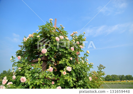 Rose flowers Pierre de Ronsar 131659448