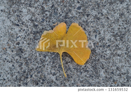 銀杏葉 銀杏葉 131659532