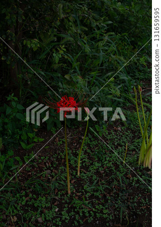 紅花彼岸花的風景 [秋天] 131659595