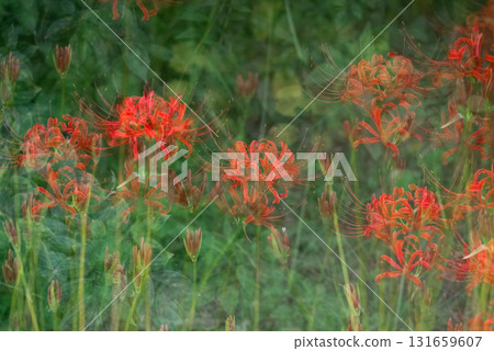 Scenery with red spider lilies [Autumn] 131659607