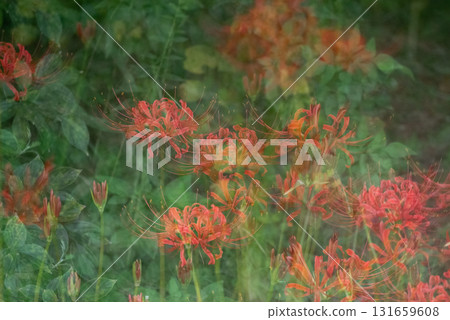 Scenery with red spider lilies [Autumn] 131659608