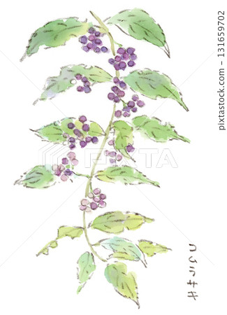 秋季植物、紫色漿果的水彩插圖 131659702