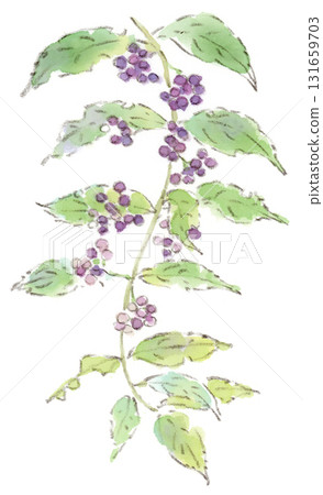 秋季植物、紫色漿果的水彩插圖 131659703
