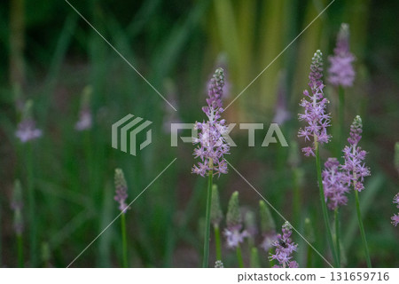 盛開的淡紫色藤蔓 [夏季] [秋季] 131659716