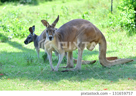 A red kangaroo staring at you 131659757