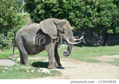 走非洲大象 131659936