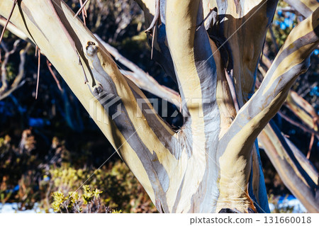 Mt St Gwinear Snow Gum in Australia Mt St Gwinear Snow Gum in Australia 131660018