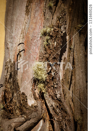 Mt St Gwinear Snow Gum in Australia Mt St Gwinear Snow Gum in Australia 131660026