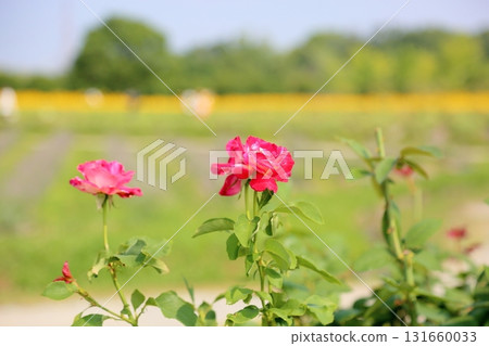 Rose Flower Double Delight 131660033