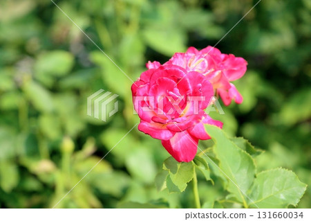 Rose Flower Double Delight Rose Flower Double Delight 131660034