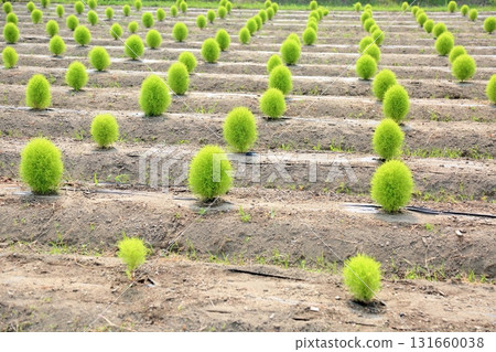 Cute Kochia Field 131660038