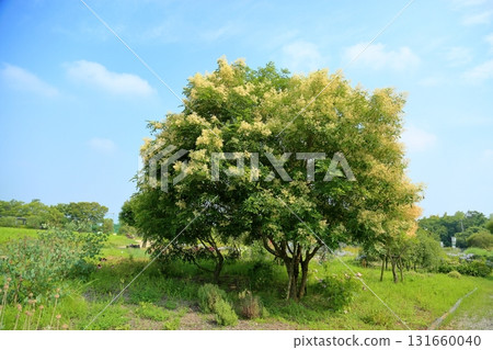 Flowers of Simonna Neko 131660040