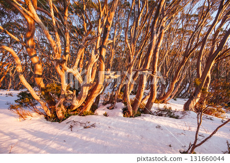 Mt St Gwinear Sunrise in Australia Mt St Gwinear Sunrise in Australia 131660044