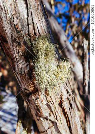 Mt St Gwinear Snow Gum in Australia 131660062